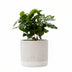 Coffea Arabica Kaffeepflanze im Jade-Keramiktopf Ø 12cm, H 20cm Bild 1