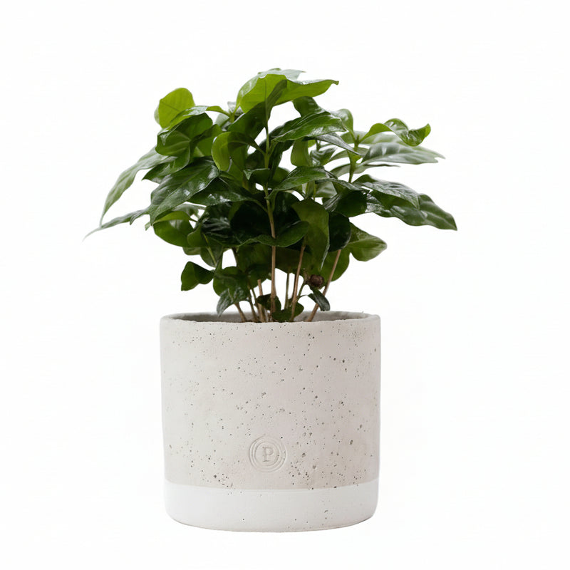 Coffea Arabica Kaffeepflanze im Jade-Keramiktopf Ø 12cm, H 20cm