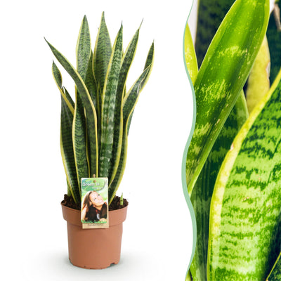 Sansevieria Laurentii - Wenig Pflege - Topf 17cm - 60-70cm Höhe