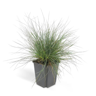 12x Blauschwingel 'Elijah Bleu' - Ziergras für Ihren Garten