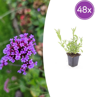 48x Verbena bonariensis: 10-25cm, lila Blüte, in 9cm Topf