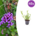 48x Verbena bonariensis: 10-25cm, lila Blüte, in 9cm Topf Bild 1