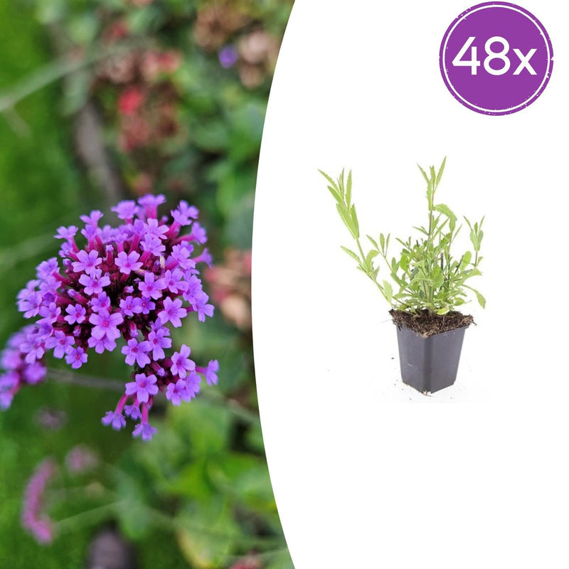 48x Verbena bonariensis: 10-25cm, lila Blüte, in 9cm Topf