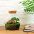 Bottle Garden DIY Kit: Little Joe Terrarium including plants & tools Bild 3