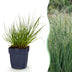Green boutiQ - Gräser - Panicum virg. Northwind - Prairiegras - Mit Blüte - Grün - 1 Pflanze - Topf 11cm - Höhe 15-25cm Bild 1