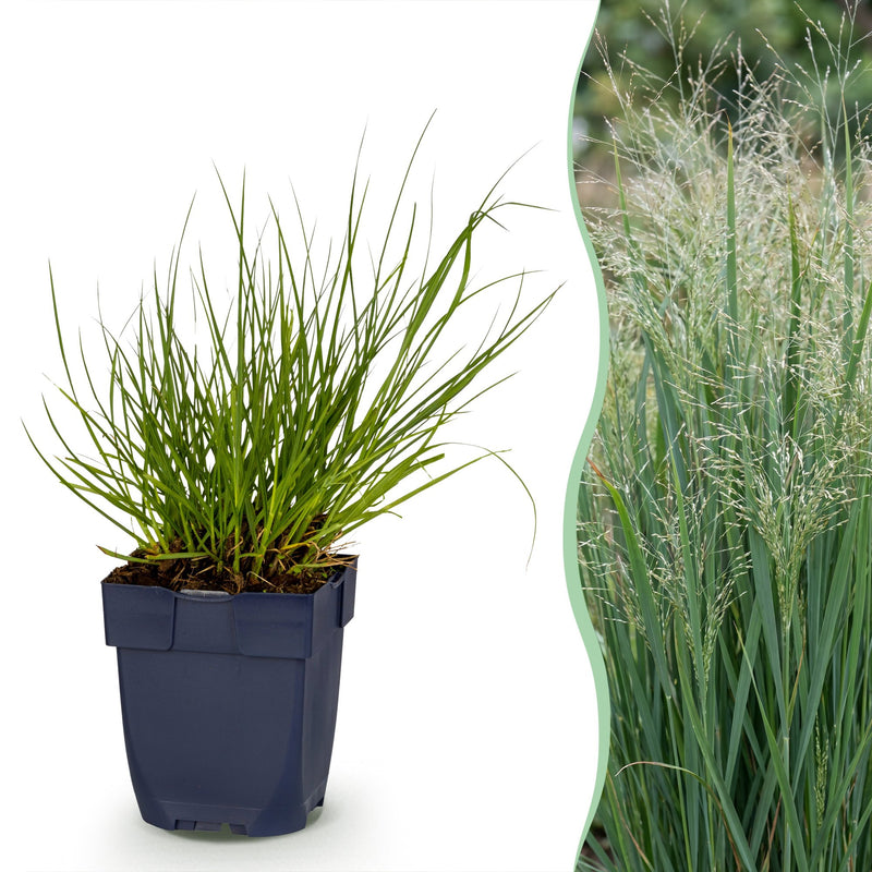Green boutiQ - Gräser - Panicum virg. Northwind - Prairiegras - Mit Blüte - Grün - 1 Pflanze - Topf 11cm - Höhe 15-25cm
