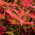 GreenboutiQ Nandina Gulfstream Orange - 2 Pflanzen, immergrün, pflegeleicht Bild 5