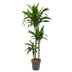 Dracaena Janet Craig – 150 cm – ø24 Bild 1