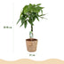 Geldbaum Pachira Aquatica mit geflochtenem Stamm, Topf 21cm Bild 3