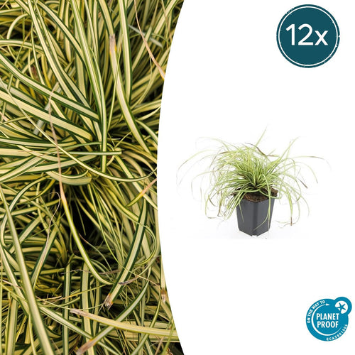 12x Carex 'Evergold' Ziergras, 10-25cm, Ø9cm