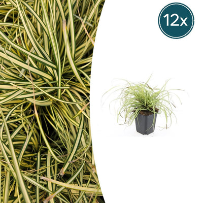 12x Carex 'Evergold' Ziergras, 10-25cm, Ø9cm