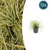 12x Carex 'Evergold' Ziergras, 10-25cm, Ø9cm Bild 1
