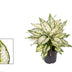 Aglaonema White Kiwi - Large Houseplant, Easy Care, Ø19cm Bild 2