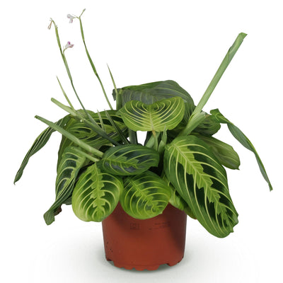 Maranta Fascinator Lemon Lime Zimmerpflanze, Haustierfreundlich, Topf 12cm