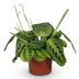 Lemon Lime Maranta Fascinator Houseplant, Pet Friendly, 12cm Pot Bild 2