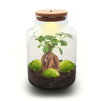 Flaschengarten DIY Set mit Bonsai & Moos