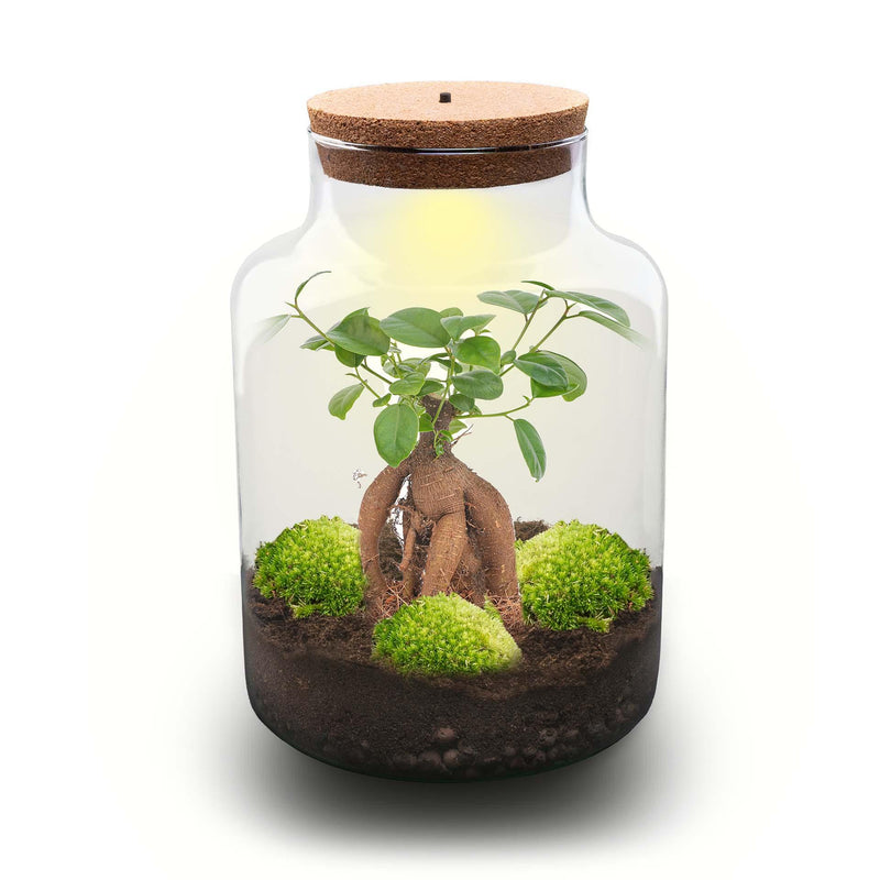 Flaschengarten DIY Set mit Bonsai & Moos