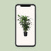 Caryota Mitis (Fishtail-Palme) - 120cm hoch, Ø24cm Topf Bild 5