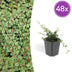 48x Cotoneaster 'Queen of Carpets' Bodendecker 10-25cm Bild 1