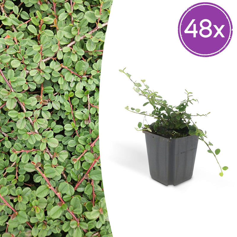 48x Cotoneaster 'Queen of Carpets' Bodendecker 10-25cm