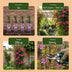 Clematis Piilu Climbing Plant – Pink Flowers, Easy Care, 2 Plants in Pot Bild 6
