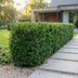 40x Ilex crenata 'Convexa' Japanische Stechpalme, 20-30cm, Topf 9cm Bild 5