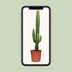 Euphorbia Acrurensis - Ø17cm - ↕50cm - Poinsettia Bild 5