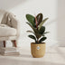 Ficus Elastica 'Robusta' im ELHO Vibes Fold Topf (14cm, gelb) Bild 3