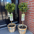 GreenboutiQ Lorbeerbaum (Laurus nobilis) Stamm 90cm, Topf 19cm Bild 6