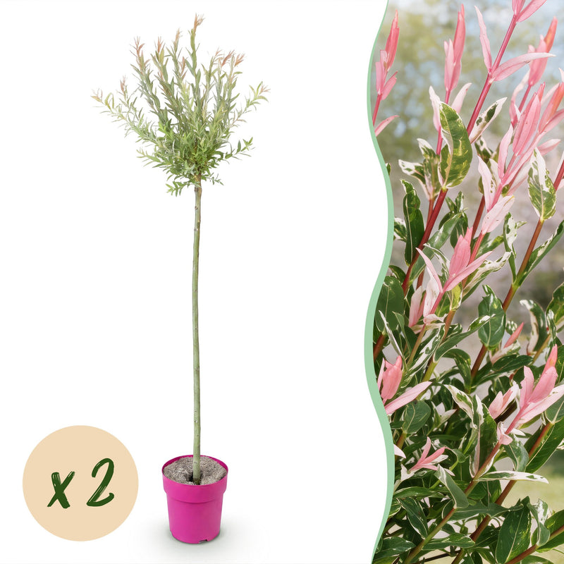 2x Salix Flamingo Solitärbaum, 140-160cm, Ø23cm