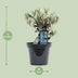 Olea Olive mit Flasche, Ø13cm, Höhe 23cm - mediterraner Charme Bild 2