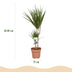 Dracaena Marginata (Drachenbaum) - pflegeleicht, 70-80cm, Topf 17cm Bild 3