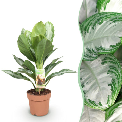 Aglaonema Silver Bay: pflegeleichte Silberblatt Pflanze im 17cm Topf