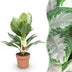Aglaonema Silver Bay: pflegeleichte Silberblatt Pflanze im 17cm Topf Bild 1