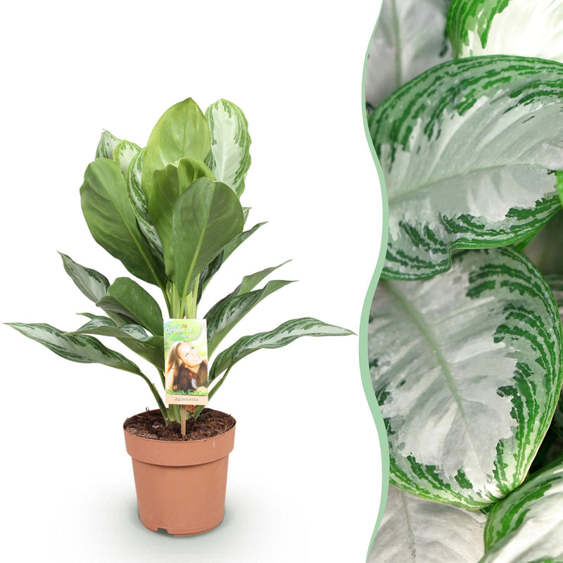 Aglaonema Silver Bay: pflegeleichte Silberblatt Pflanze im 17cm Topf