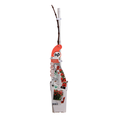Campsis Summer Jazz Fire - Trompetenblume (Ø19cm, ↕70cm)