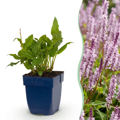 Green boutiQ - Perennial - Persicaria ampl. Rosea - Smartweed - Shade - Pink - 6 Plants - 11cm Pot - 15-25cm Height