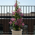 Clematis Montana 'Fragrant Spring', 65cm, Ø15cm Bild 4