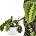 Maranta Fascinator Tricolour Houseplant with Pot (12cm) Bild 1