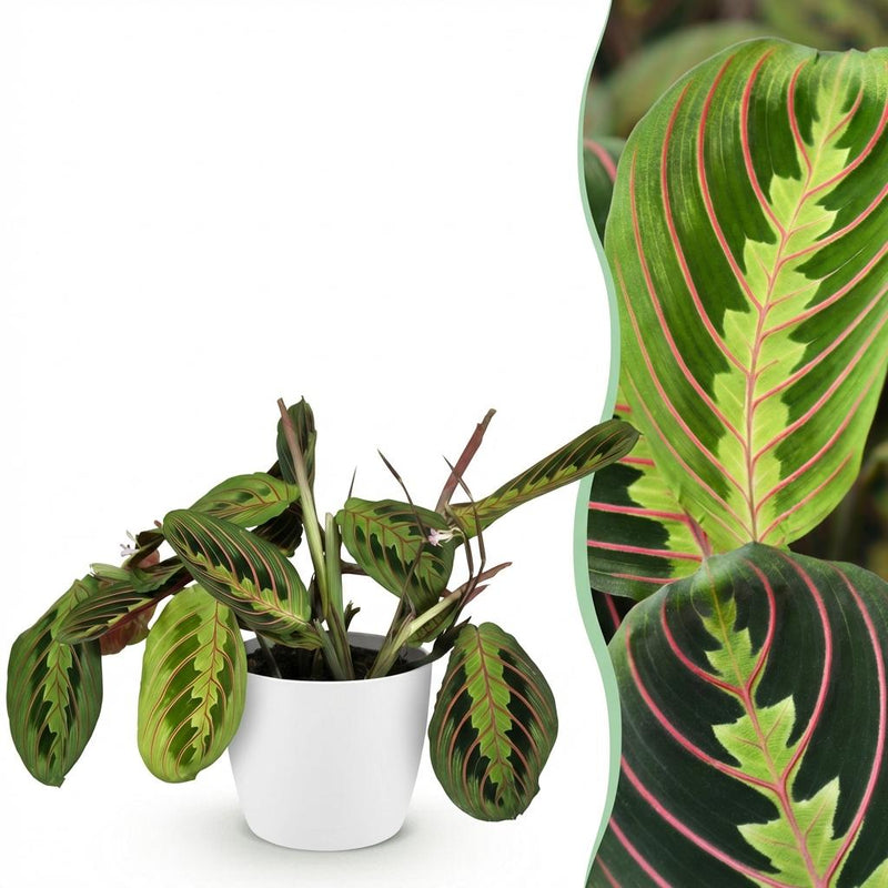 Maranta Fascinator Tricolour Houseplant with Pot (12cm)
