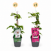 2x Clematis Duo Pink & White - Waldrebe Duo Pink & White - Weiß - Rosa - Kletterpflanze - Ø9cm - ↕35cm Bild 2