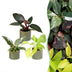 3x Baby Philodendron Tricolour Set: Weiß, Rosa, Gelbgrün - Ø6cm Bild 1