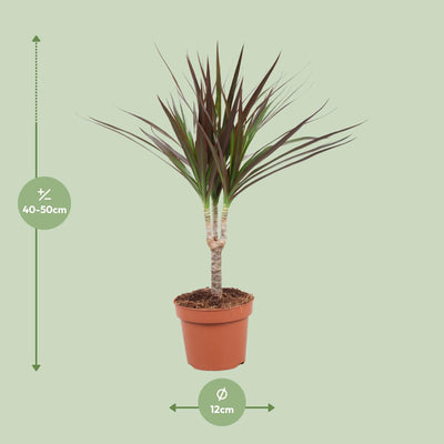 Dracaena Magenta – 50cm hoch, 12cm Topf – Pflegeleichte Zimmerpflanze