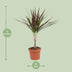 Dracaena Magenta – 50cm hoch, 12cm Topf – Pflegeleichte Zimmerpflanze Bild 2