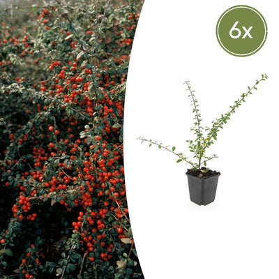 6x Cotoneaster suec. 'Coral Beauty' - ↕10-25cm - Ø9cm
