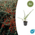 6x Cotoneaster suec. 'Coral Beauty' - ↕10-25cm - Ø9cm Bild 1
