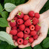 GreenboutiQ Himbeere 'Ottawa' - 3x Winterhart, Rote Früchte im 9cm Topf Bild 5