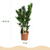 Green boutiQ ZZ-Pflanze (Zamioculcas) - 2er-Set, pflegeleicht, grün Bild 3