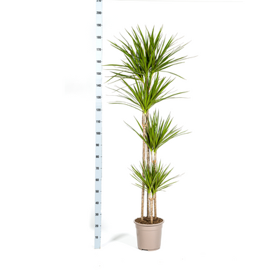 Dracaena Marginata Green XL: 170-190cm, Ø27cm Topf