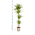 Dracaena Marginata Green XL: 170-190cm, Ø27cm Topf Bild 2